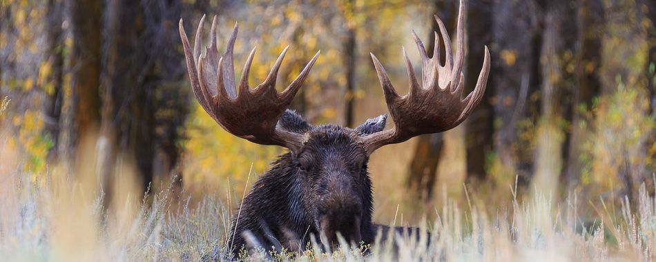 Jackson Hole Moose